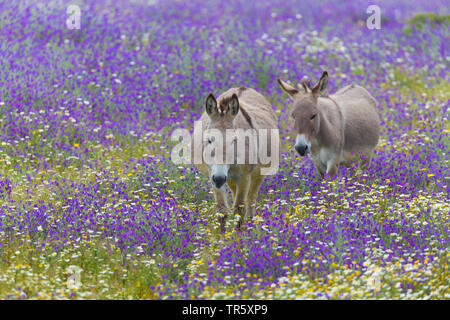 Domestic donkey (Equus asinus asinus), two donkeys standing in a blooming flower meadow, Italy, Sardegna, Alghero Stock Photo