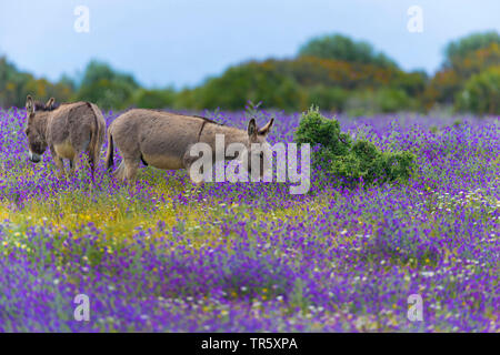 A donkey grazing in a meadow (Equus asinus asinus Stock Photo - Alamy