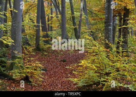 common beech (Fagus sylvatica), autumnally leaves in a beach forest, Germany, Bavaria Stock Photo