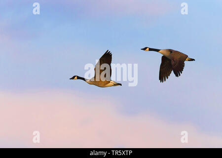 Canada goose (Branta canadensis), two Canada geese flying, Germany, Bavaria Stock Photo