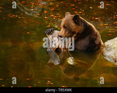 European brown bear (Ursus arctos arctos), sitting in a pond, side view, Germany, Bavaria, Bavarian Forest National Park Stock Photo