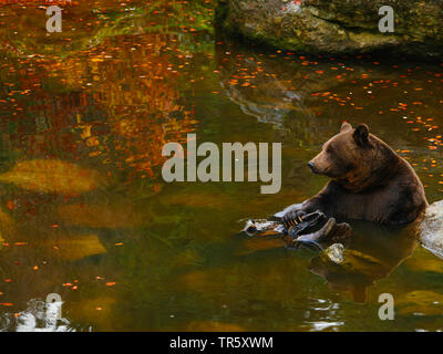 European brown bear (Ursus arctos arctos), sitting in a pond, side view, Germany, Bavaria, Bavarian Forest National Park Stock Photo