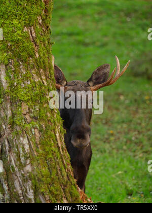 elk, European moose (Alces alces alces), bull elk looking out behind a mossy tree trunk, front view, Germany Stock Photo