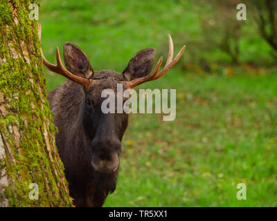 elk, European moose (Alces alces alces), bull elk looking out behind a mossy tree trunk, front view, Germany Stock Photo