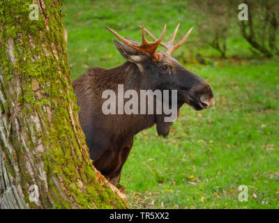 elk, European moose (Alces alces alces), bull elk looking out behind a mossy tree trunk, side view, Germany Stock Photo