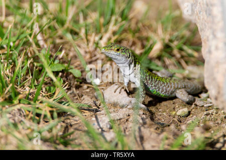 Tyrrhenian wall lizard (Podarcis tiliguerta), sitting on the ground, Italy, Sardegna Stock Photo