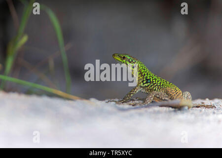Tyrrhenian wall lizard (Podarcis tiliguerta), male sitting on a wall, Italy, Sardegna Stock Photo