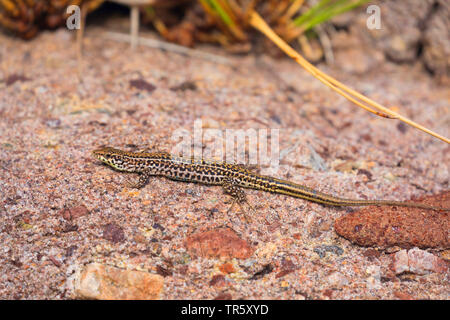 Tyrrhenian wall lizard (Podarcis tiliguerta), sitting on a wall, Italy, Sardegna Stock Photo