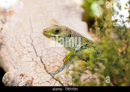 Ocellated lizard, Ocellated green lizard, Eyed lizard, Jewelled lizard (Timon lepidus, Lacerta lepida), sitting on a tree, Spain Stock Photo