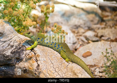 Ocellated lizard, Ocellated green lizard, Eyed lizard, Jewelled lizard (Timon lepidus, Lacerta lepida), sitting on a tree, Spain Stock Photo