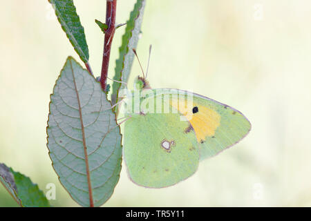 Dark Clouded Yellow, Common Clouded Yellow (Colias croceus, Colias crocea), sitting at a willow, Germany Stock Photo