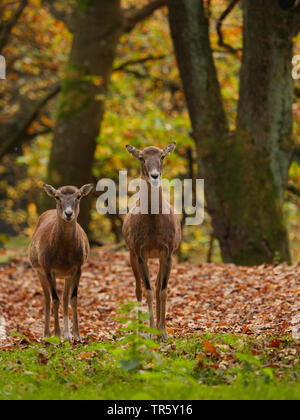 Mouflon (Ovis musimon, Ovis gmelini musimon, Ovis orientalis musimon), two female mouflon ewes standing together in an autumn forest, front view, Germany, Saxony Stock Photo