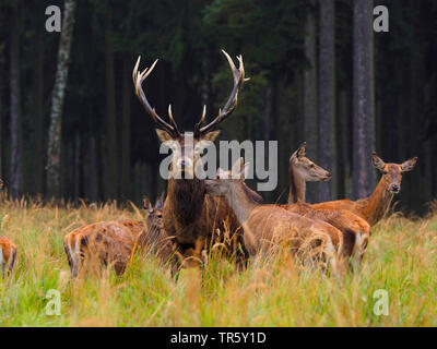red deer (Cervus elaphus), middle-aged hart during the rutting on a clearing, deer herd, Germany, Saxony Stock Photo