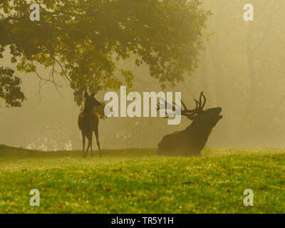 red deer (Cervus elaphus), roaring hart with doe in the early-morning haze on a clearing, Germany, Saxony Stock Photo