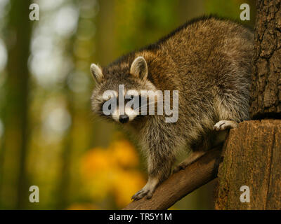 common raccoon (Procyon lotor), climbing out a tree hole, Germany, Bavaria Stock Photo