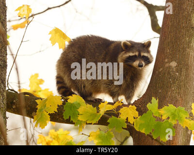 common raccoon (Procyon lotor), climbing in a tree in autumn, steht auf einem Ast, Germany, Bavaria Stock Photo