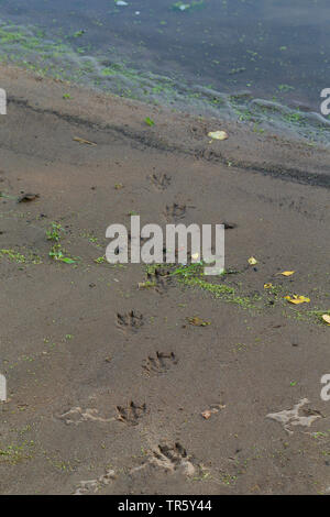 European river otter, European Otter, Eurasian Otter (Lutra lutra), tracks in mud by the waterside, Germany Stock Photo