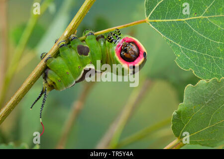 Puss moth (Cerura vinula, Dicranura vinula), caterpillar eating at trembling poplar, Germany Stock Photo