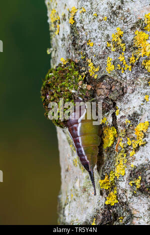 Puss moth (Cerura vinula, Dicranura vinula), caterpillar building a cocoon at a birch trunk, Germany Stock Photo