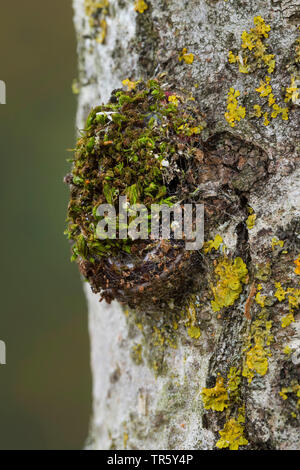 Puss moth (Cerura vinula, Dicranura vinula), caterpillar building a cocoon at a birch trunk, Germany Stock Photo