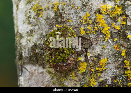 Puss moth (Cerura vinula, Dicranura vinula), caterpillar building a cocoon at a birch trunk, Germany Stock Photo