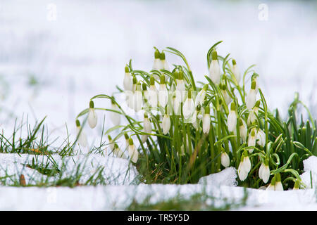 common snowdrop (Galanthus nivalis), blooming in snow, Austria, Burgenland Stock Photo