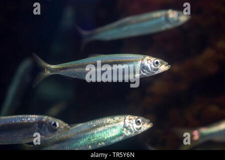 herring, Atlantic herring (digby, mattie, slid, yawling, sea herring) (Clupea harengus), swimming herings Stock Photo