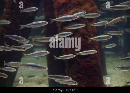 herring, Atlantic herring (digby, mattie, slid, yawling, sea herring) (Clupea harengus), hering school Stock Photo