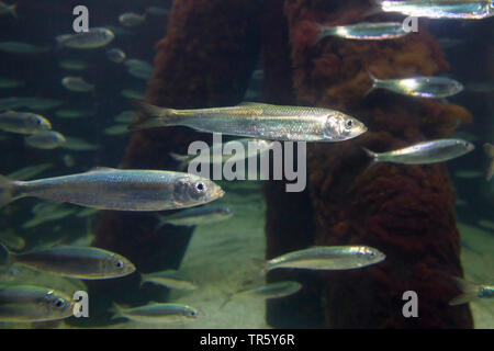 herring, Atlantic herring (digby, mattie, slid, yawling, sea herring) (Clupea harengus), hering school Stock Photo