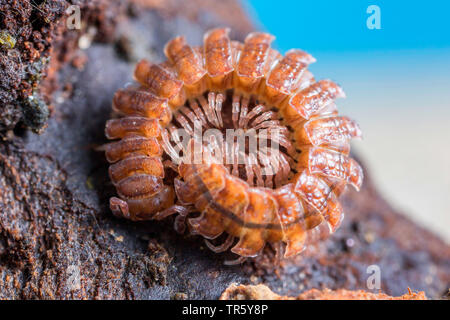 flat millepede, flat-backed millepede (Polydesmus angustus), coiled up, Germany, Bavaria, Niederbayern, Lower Bavaria Stock Photo