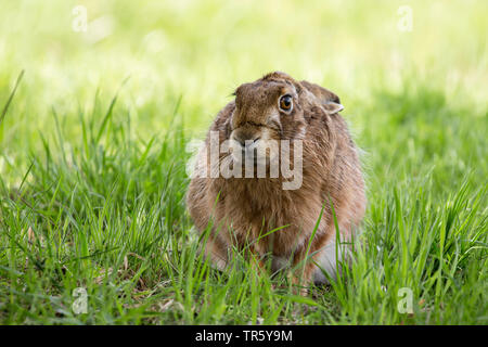 European hare, Brown hare (Lepus europaeus), resting on high grass in the shadow, front view, Germany, Bavaria, Niederbayern, Lower Bavaria Stock Photo