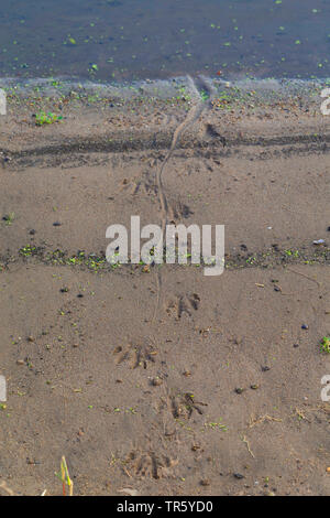 coypu, nutria (Myocastor coypus), tracks in moist sand, Germany Stock Photo