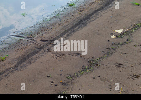 coypu, nutria (Myocastor coypus), tracks in moist sand, Germany Stock Photo