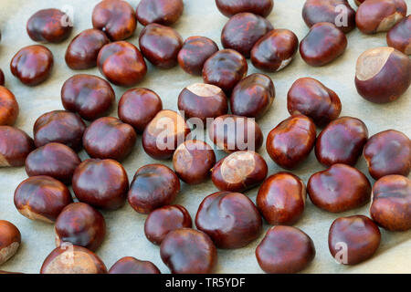 common horse chestnut (Aesculus hippocastanum), Horse Chestnuts are dried, Germany Stock Photo