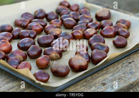 common horse chestnut (Aesculus hippocastanum), Horse Chestnuts are dried, Germany Stock Photo