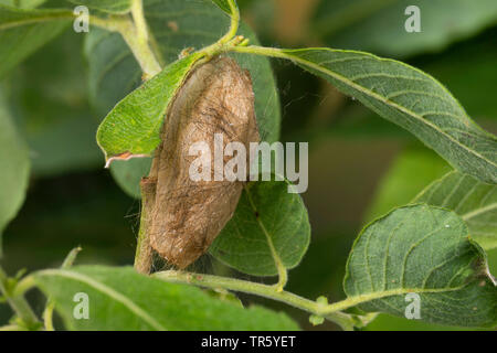 Yellow tail Gold tail Euproctis similis Porthesia similis