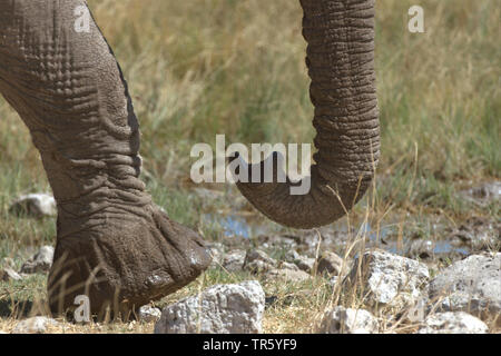African elephant (Loxodonta africana), elephant's trunk and elephant's foot, Namibia, Etosha National Park