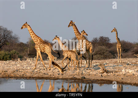 giraffe (Giraffa camelopardalis), giraffe family at a water place, Namibia, Etosha National Park Stock Photo