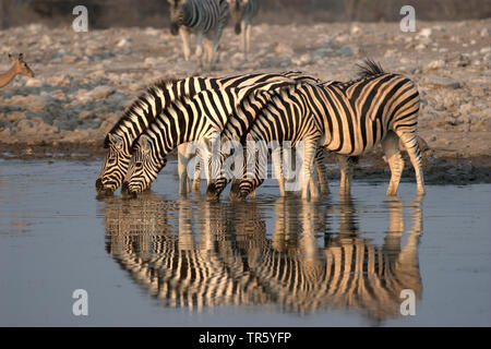 Common Zebra (Equus quagga), group drinking at the waterhole, Namibia, Etosha National Park Stock Photo