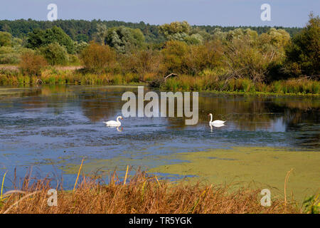 mute swan (Cygnus olor), pond with duck weeds in a stream branch in the foodplains of river Elbe, Germany, Lower Saxony, Wendland Stock Photo