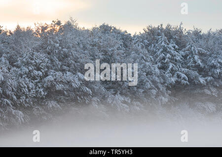 snowy forest edge in morning mist, Germany, Schleswig-Holstein Stock Photo