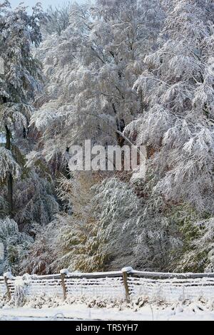 snowy forest edge, Germany, Schleswig-Holstein Stock Photo