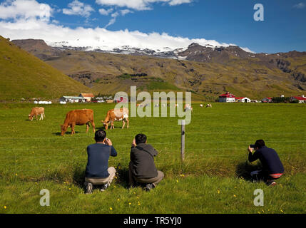 domestic cattle (Bos primigenius f. taurus), Asian tourist taking pictures of grazing cows in frpnt of the Eyjafjallajoekull, Iceland, South Iceland, Eyjafjoell Stock Photo