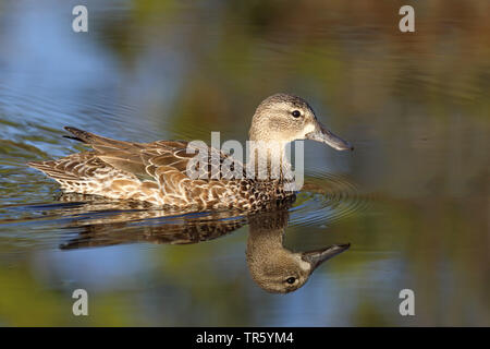 blue-winged teal (Anas discors, Spatula discors), swimming female, reflecting , USA, Florida, Gainesville, Sweetwater Wetlands Stock Photo