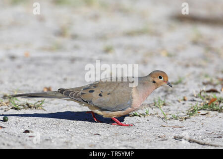 mourning dove (Zenaida macroura), on sandy ground, USA, Florida, Lake Kissimmee Stock Photo