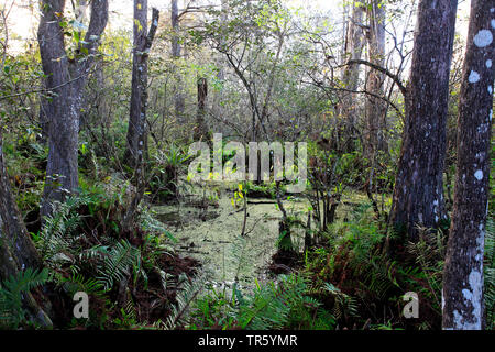 baldcypress, bald-cypress, southern cypress, tidewater cypress, red cypress, swamp cypress (Taxodium distichum), forest in the Corkscrew Swamp Sanctuary, USA, Florida Stock Photo