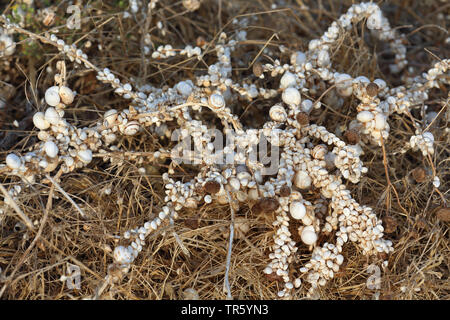 sandhill snail, white gardensnail, Mediterranean sand snail, Mediterranean white snail (Theba pisana), sitting at plants, Spain, Andalusia Stock Photo