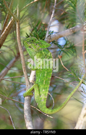 Mediterranean chameleon, African chameleon, common chameleon (Chamaeleo chamaeleon), sitting in a bush, Spain, Andalusia Stock Photo