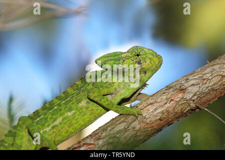 Mediterranean chameleon, African chameleon, common chameleon (Chamaeleo chamaeleon), sitting in a bush, Spain, Andalusia Stock Photo