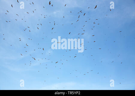 griffon vulture (Gyps fulvus), group of griffon vultures circling, Spain, Aragon, Sierra de Guara Stock Photo